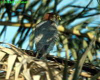 red-necked falcon nd.jpg