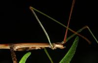 walkingstick2675.jpg