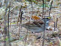 IMG 2285 white throated sparrow 300.jpg