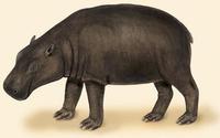 Hexaprotodon liberiensis.jpg