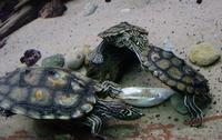 turtles2.jpg