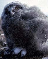 snowy owl chick.jpg