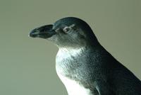 juvenile african penguin.jpg