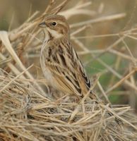 s reed bunting mh.jpg