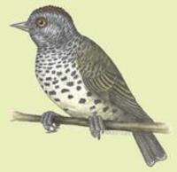 Oxyruncus cristatus.jpg