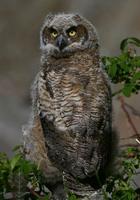 horned~owl~618.jpg