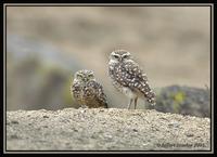 39619764.BurrowingOwls.jpg