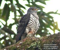 indian cuckoo da9857c lyl.jpg