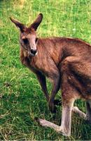 kangaroo1.jpg