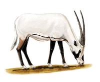 Oryx leucoryx.jpg
