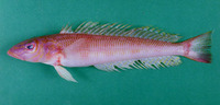 Paalb u0.jpg
