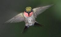 hummingbird male 10.jpg