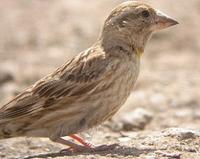 rock-sparrow-0904.jpg