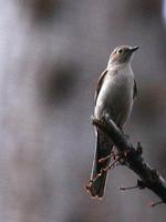 IMG 4058 townsends solitaire 300w.jpg