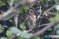 071008 Brown Hawk Owl-PKC 7595.jpg