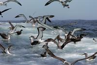 salvins albatross shirihai.jpg