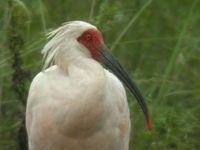crested ibis 4 ba.jpg