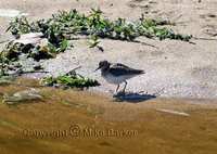 Least-Sandpiper-2-at-South-.jpg