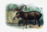 smit.tapir.jpg