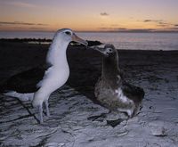 laysan albatross rh.jpg