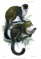 j.smit.lemur.jpg
