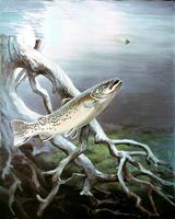 browntrout3.jpg