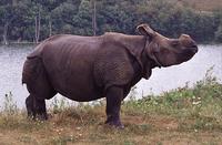 indian rhino female.JPG
