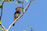 Brown-crested flycatcher.jpg
