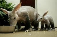baby aardvark with mom.jpg
