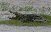 MarshCrocodile.jpg