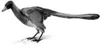 archaeopteryx.JPG