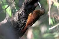 Buff-throated woodcreeper.jpg