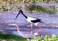 Black necked  Stork.jpg