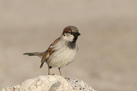 H-Sparrow M3.jpg