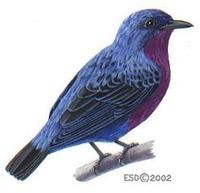 Cotinga cotinga male.jpg