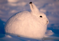 arctic-hare.jpg