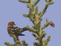 crossbill411.jpg