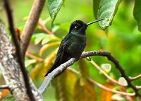 Magnificent Hummingbird side.jpg