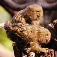 pygmy-marmosets-2700.jpg