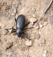 beetle7199.jpg