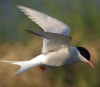 Arctic Tern hovering2 0807.jpg