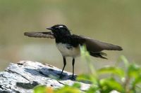 willywagtail6.jpg