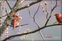 060408 Common Crossbill0512.jpg