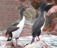 guanay-cormorant.jpg