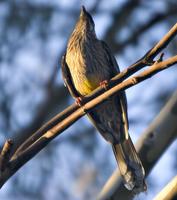 46524076.WattleBird 6738.jpg