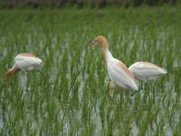 Bubulcus ibis1.jpg