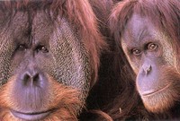 orangutansfaces.jpg