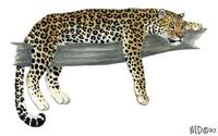 Panthera pardus.jpg