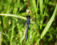 libellula incesta5397.jpg