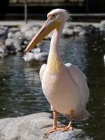 dalmatian pelican1.jpg